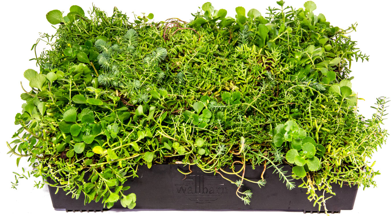 Wallbarn M-Tray® SEDUM Green Roof Modules 500x500x100mm