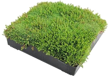 Green Roof Systems