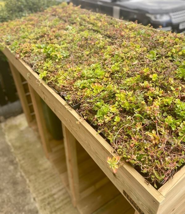 GrufeKit Sedum & Wildflower Green Roof Module 540mm x 540mm