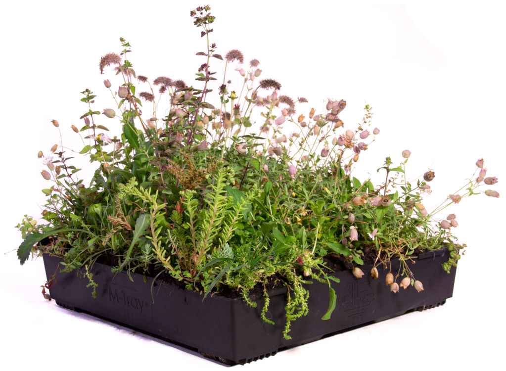 Wallbarn M-Tray® SEDUM / Wildflower Green Roof Module 500x500x100mm