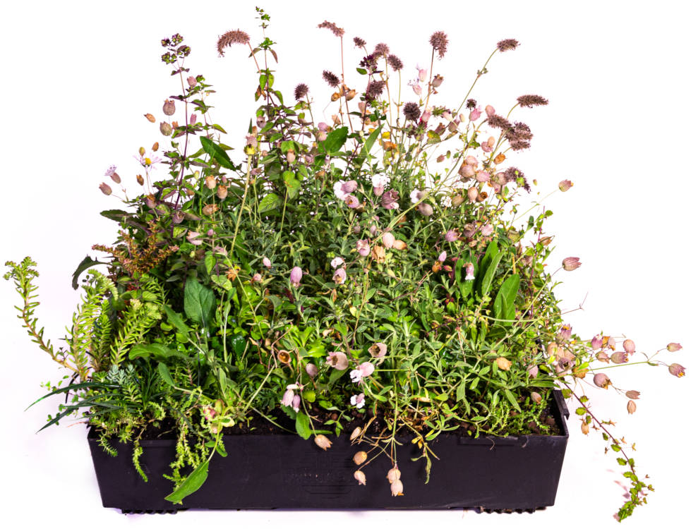Wallbarn M-Tray® SEDUM / Wildflower Green Roof Module 500x500x100mm
