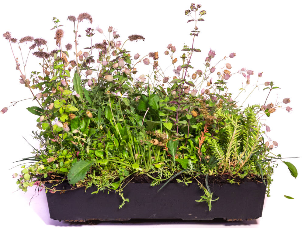 Wallbarn M-Tray® SEDUM / Wildflower Green Roof Module 500x500x100mm
