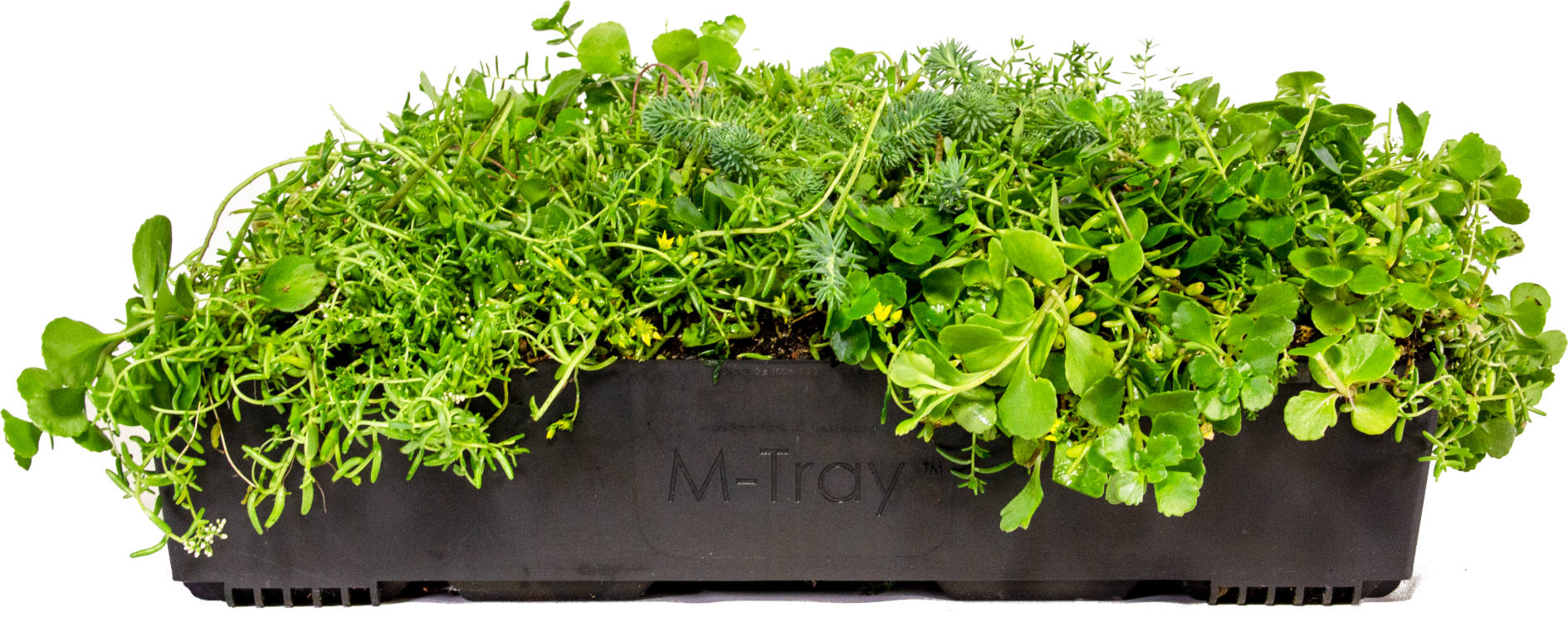 Wallbarn M-Tray® SEDUM Green Roof Modules 500x500x100mm