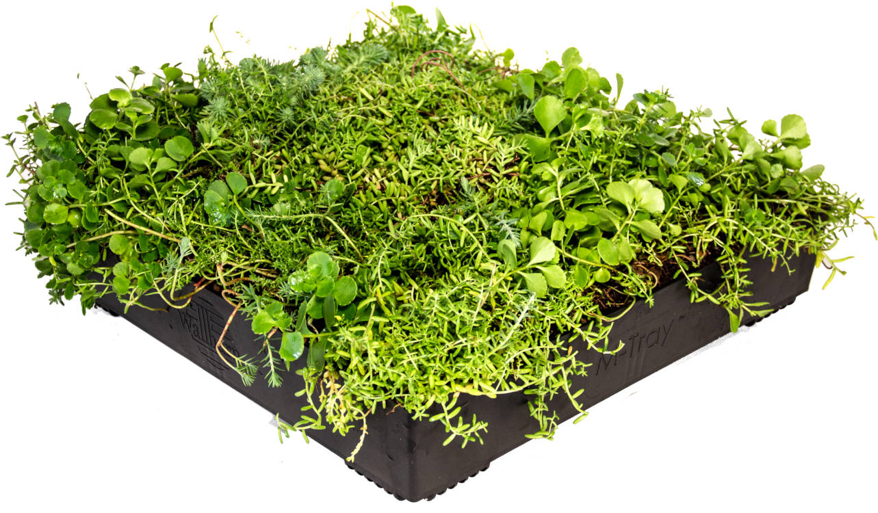 Wallbarn M-Tray® SEDUM Green Roof Modules 500x500x100mm